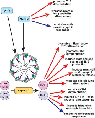 Frontiers | The Interactions Between Autoinflammation And Type 2 ...